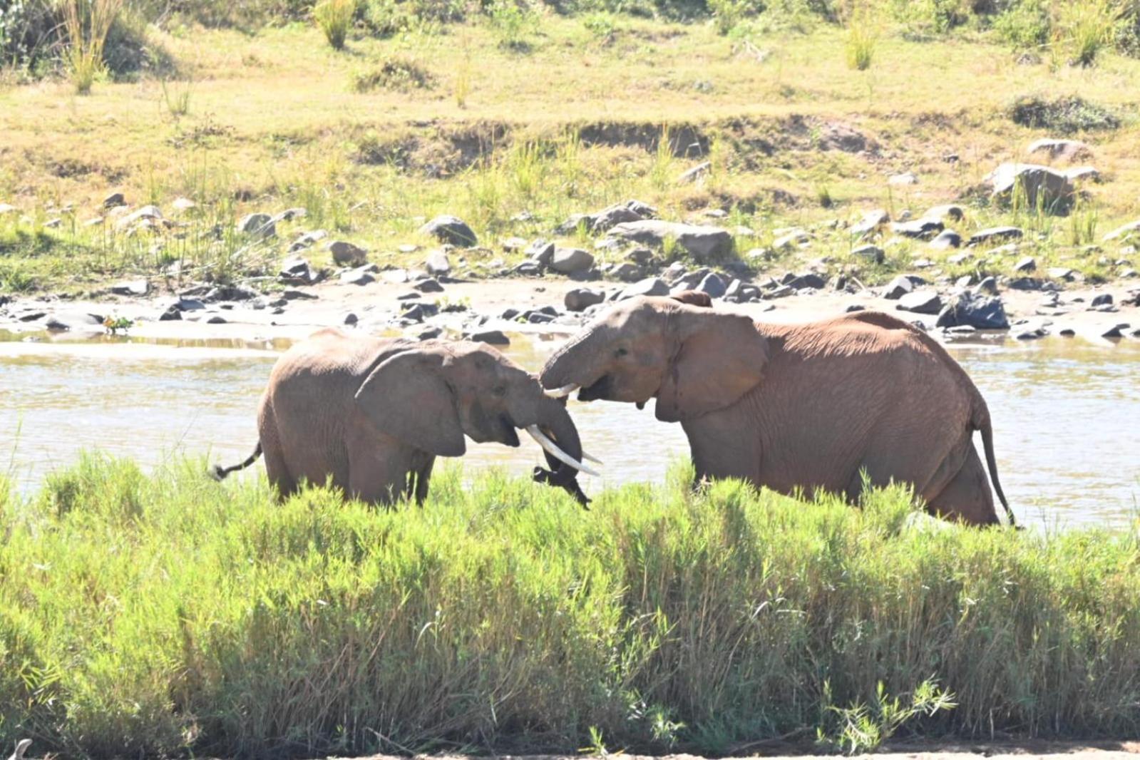 Buckler'S Africa Lodge Kruger Park Komatipoort Eksteriør bilde