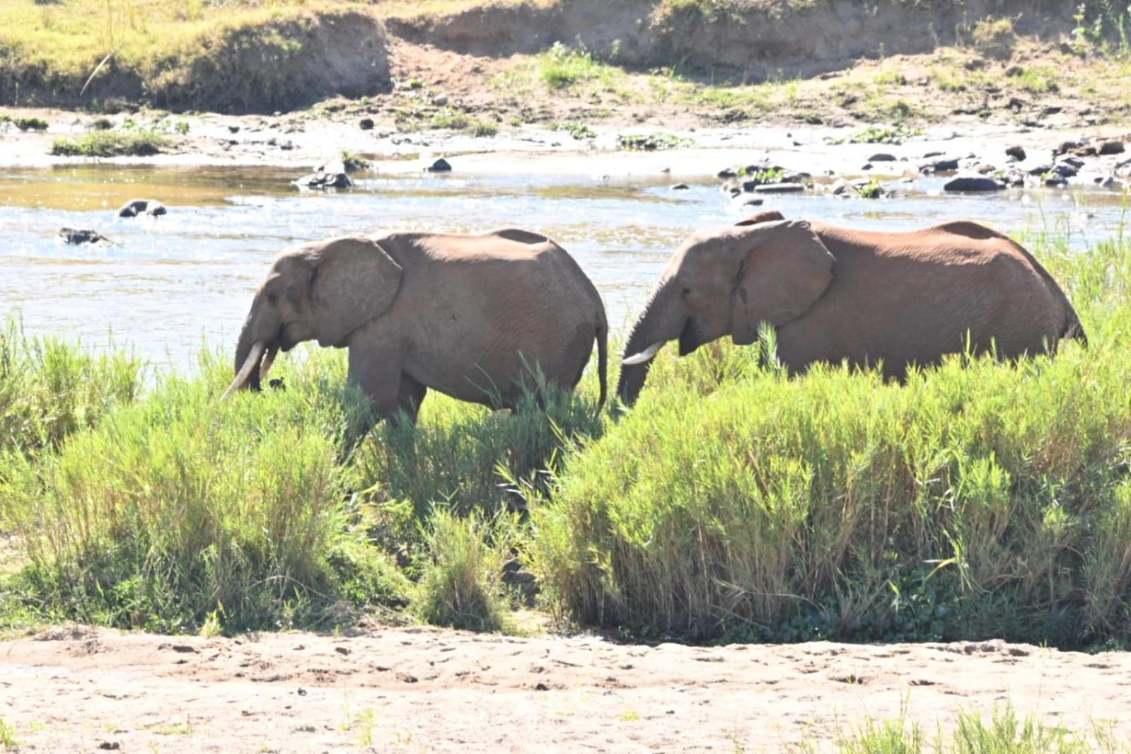 Buckler'S Africa Lodge Kruger Park Komatipoort Eksteriør bilde